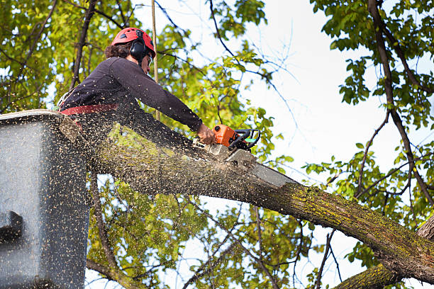 Best Tree Clearing Services  in Linton Hall, VA